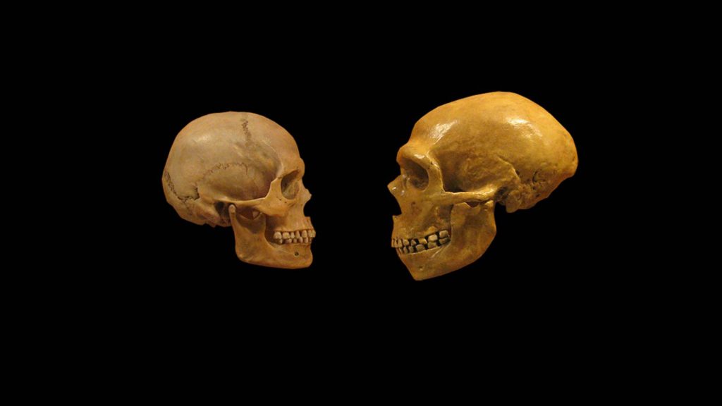 فک و دندان انسان های اولیه