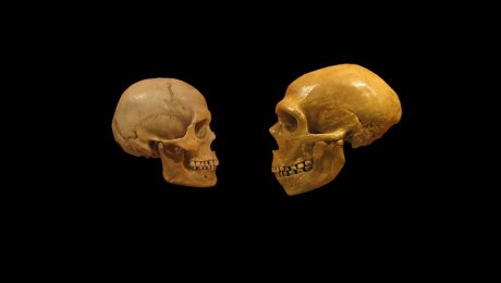 فک و دندان انسان های اولیه